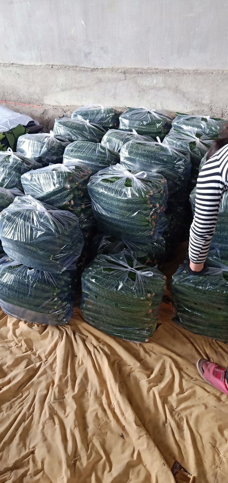 靓条黄瓜大量上市