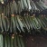 靓条黄瓜大量上市
