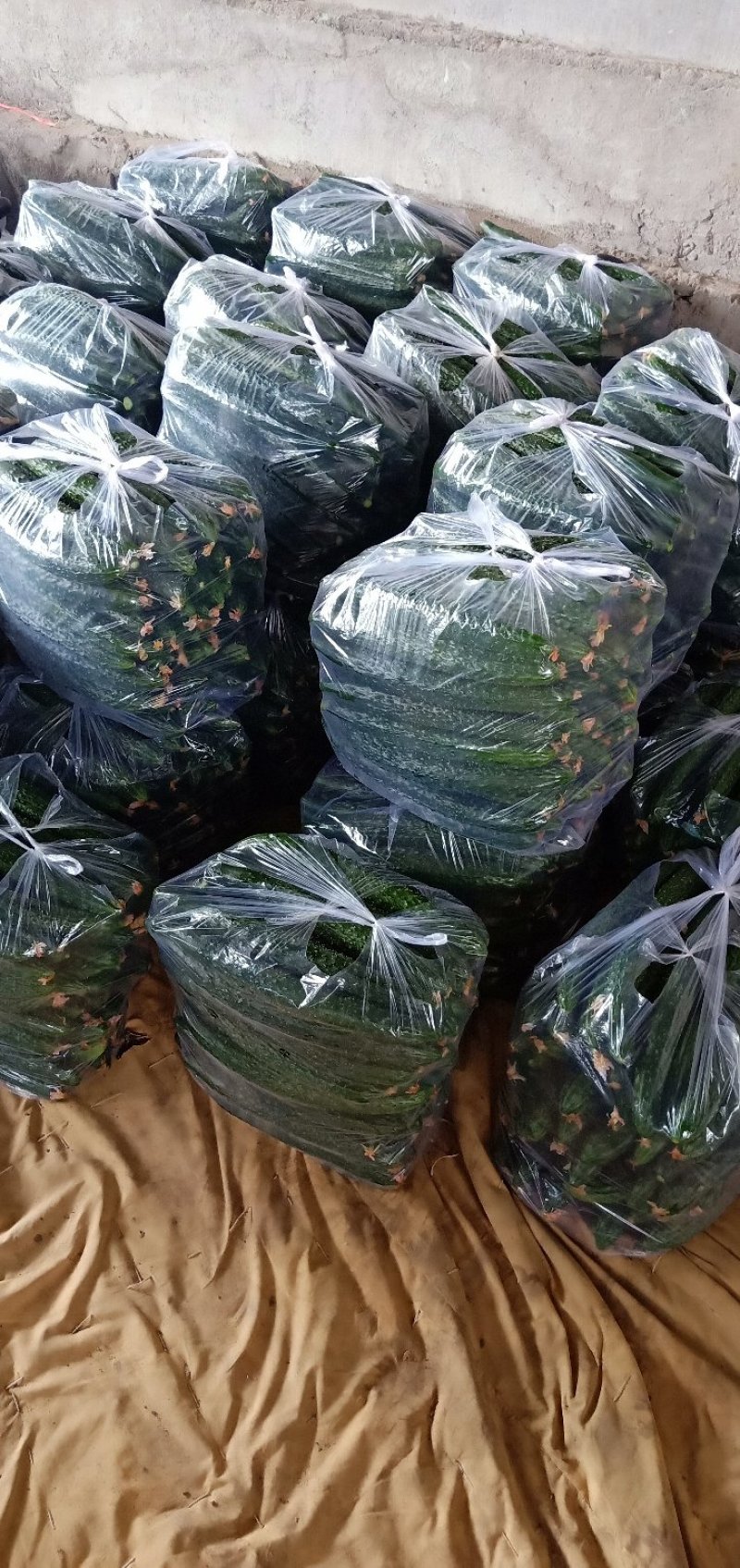 靓条黄瓜大量上市