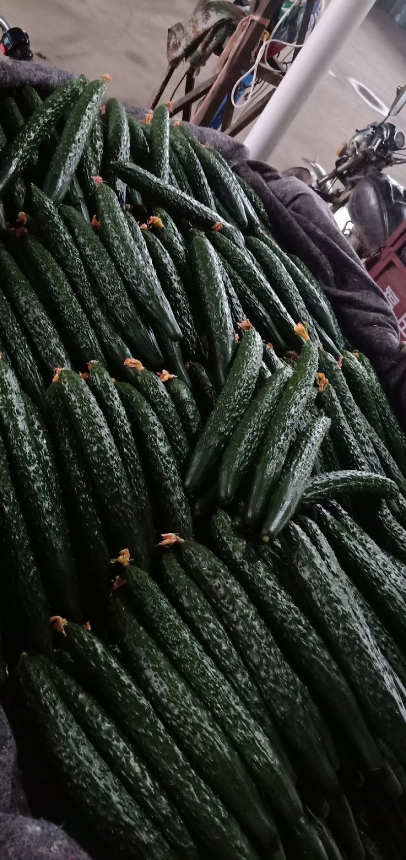 靓条黄瓜大量上市