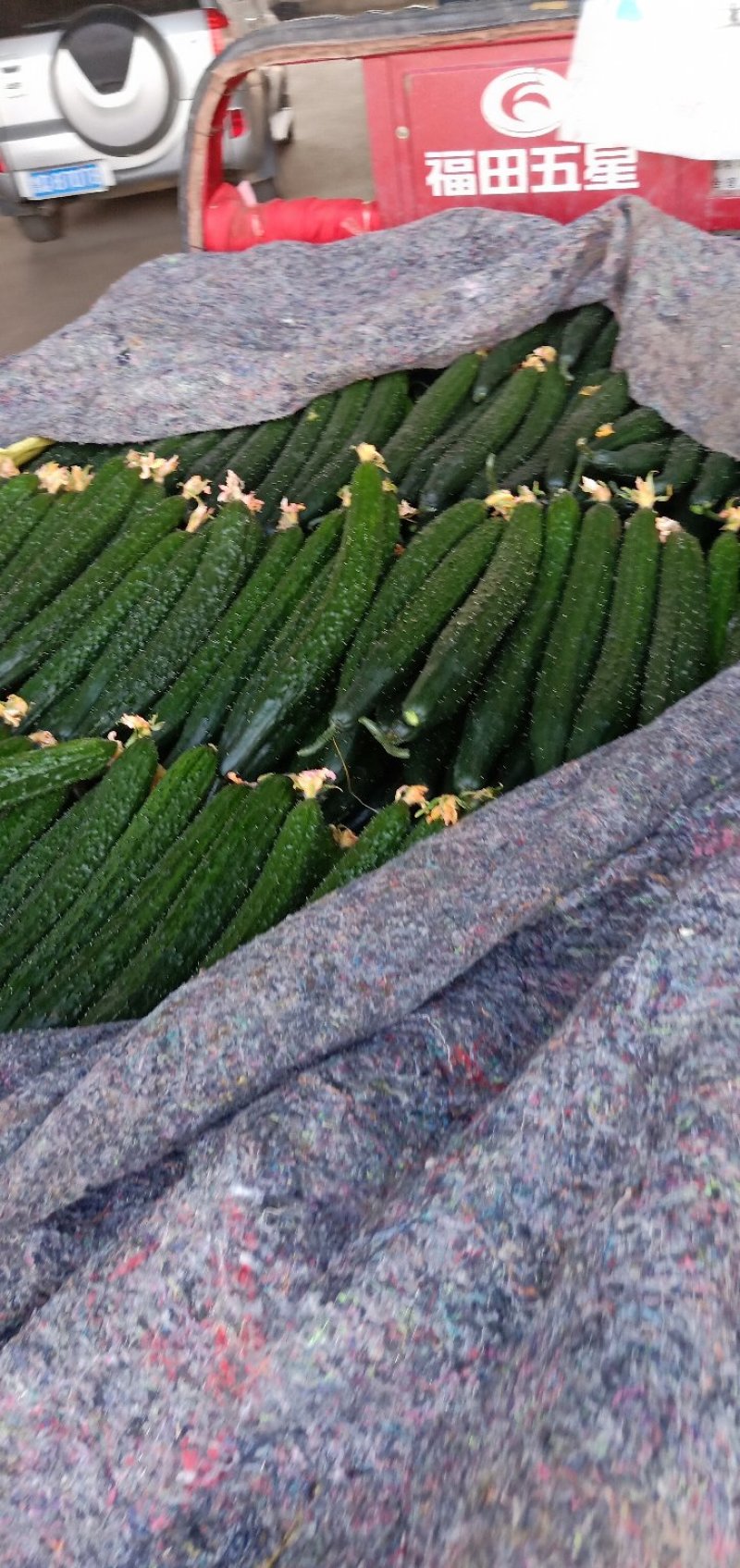 靓条黄瓜大量上市