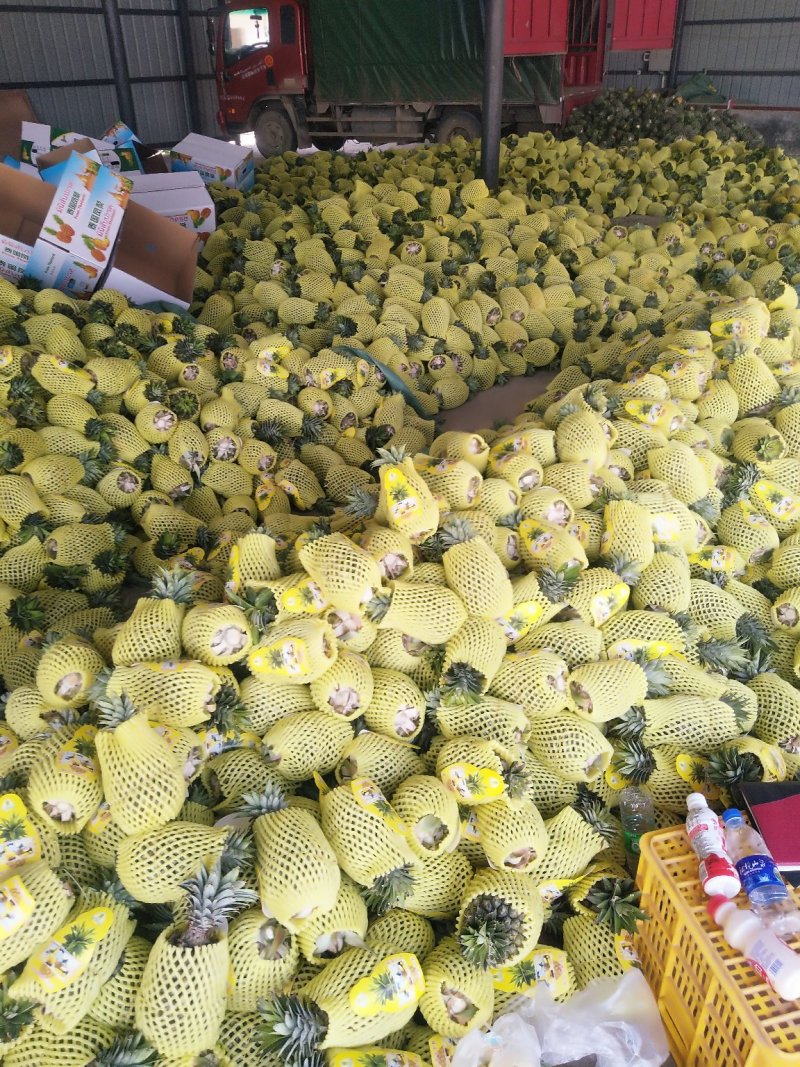 西双版纳无眼黄金一号菠萝。（凤梨）香味可口纯甜可佳，