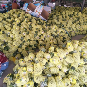 西双版纳无眼黄金一号菠萝。（凤梨）香味可口纯甜可佳，