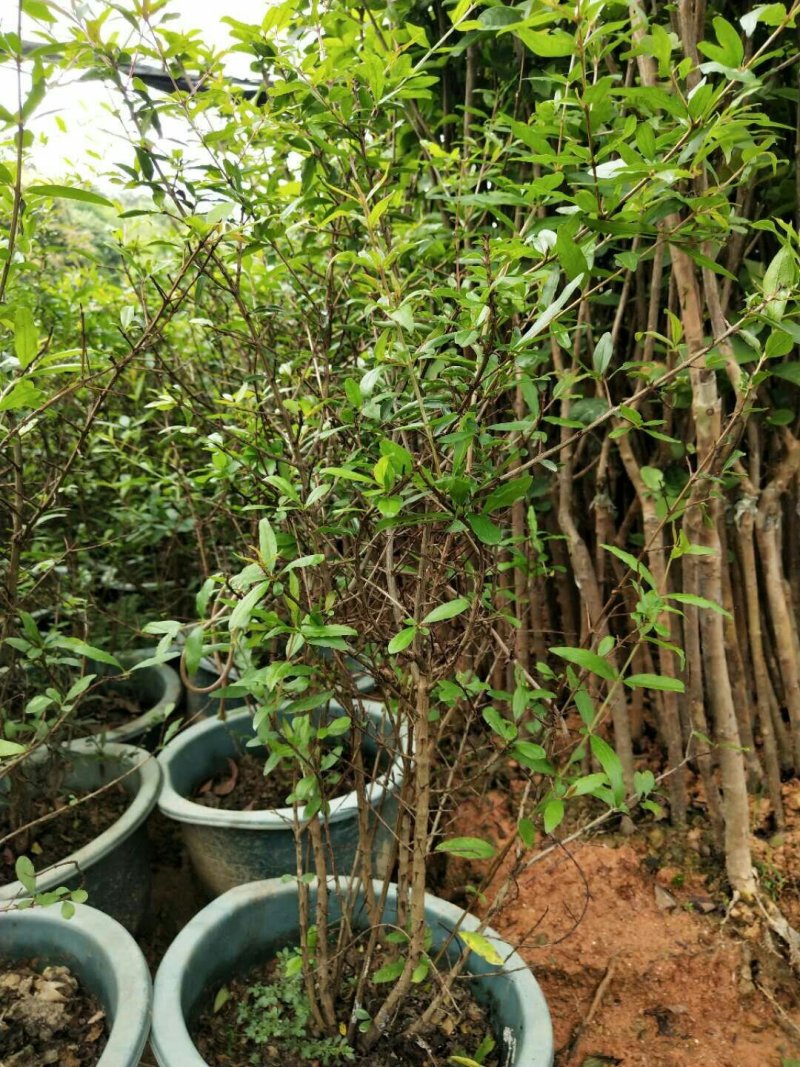 石榴树苗南方种植盆栽地栽庭院突尼斯当年结果特大四季红心石