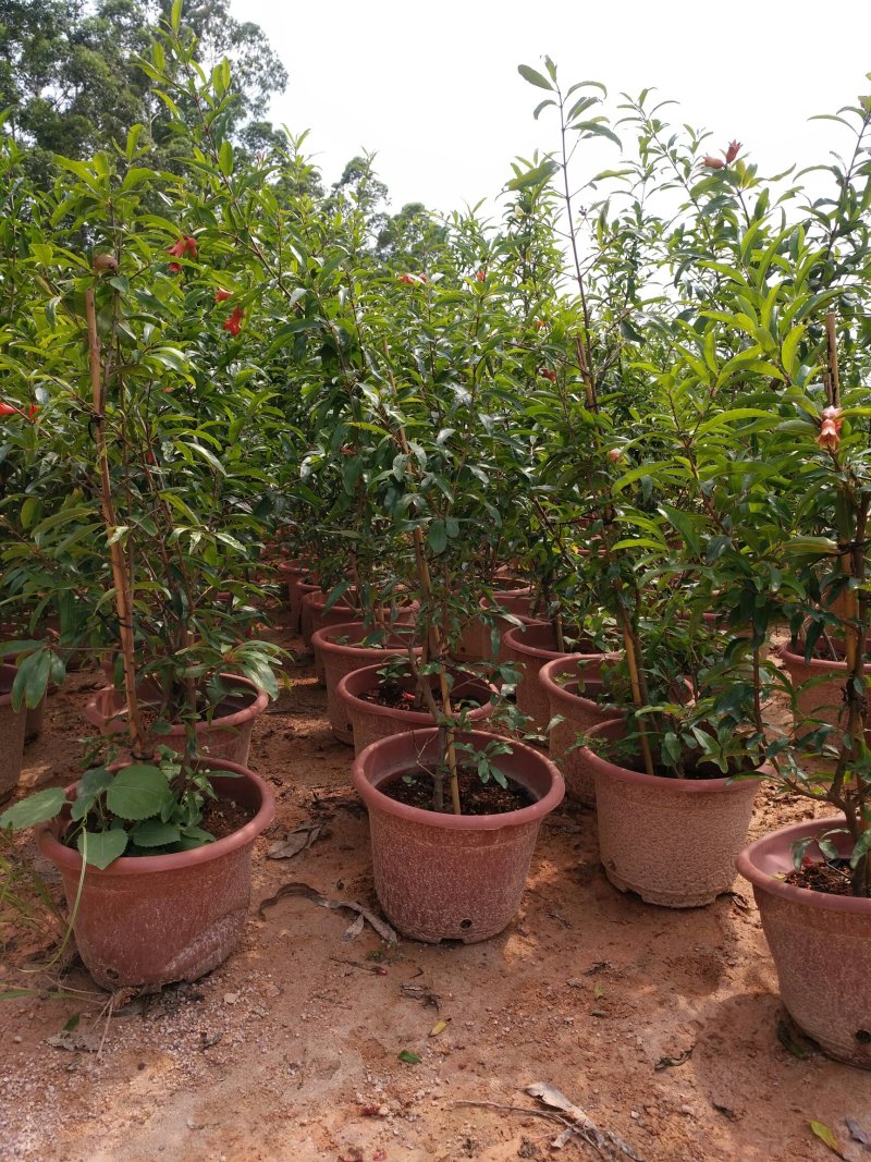 石榴树苗南方种植盆栽地栽庭院突尼斯当年结果特大四季红心石