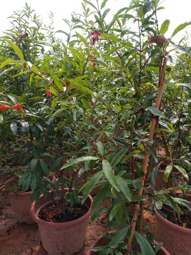 石榴树苗南方种植盆栽地栽庭院突尼斯当年结果特大四季红心石