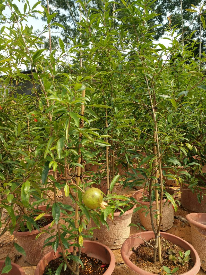 石榴树苗南方种植盆栽地栽庭院突尼斯当年结果特大四季红心石