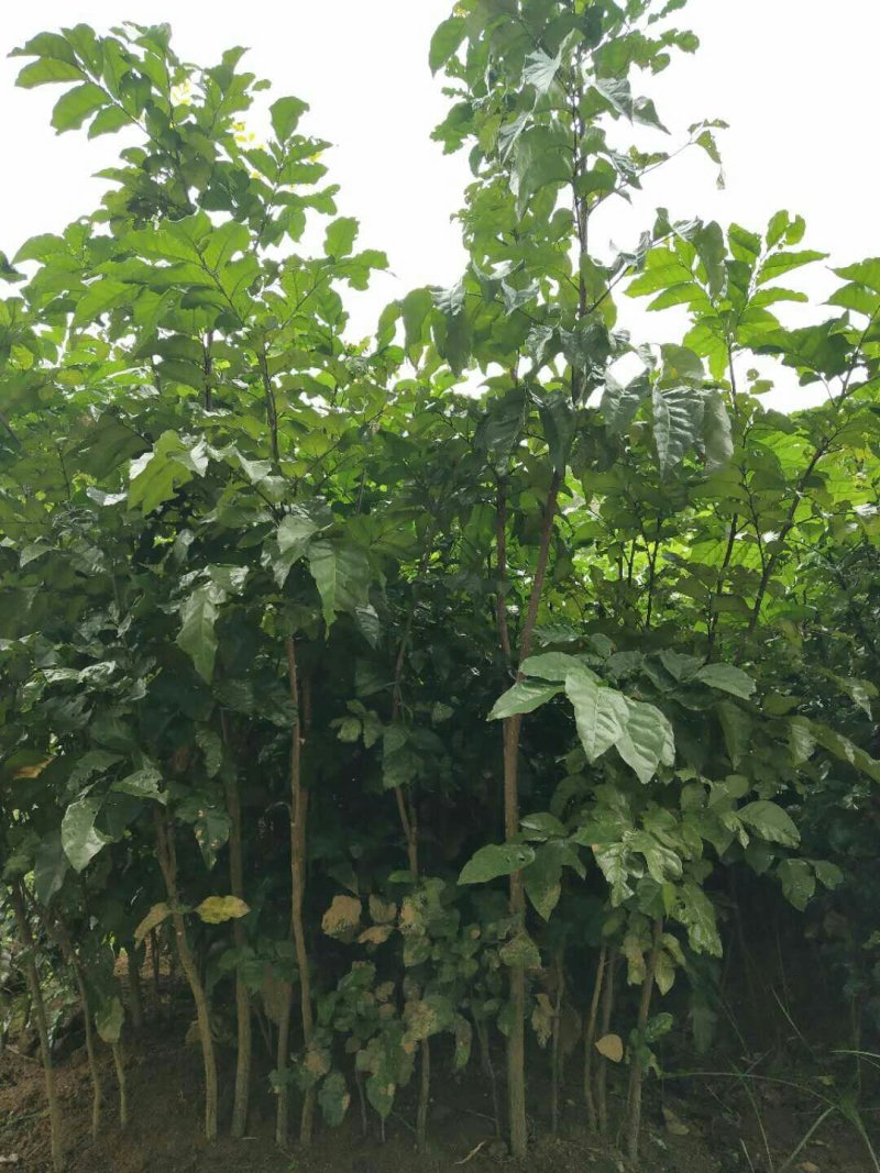 广西嫁接黄皮果树苗无核鸡心黄皮树苗黑黄皮冰糖黄皮果苗盆栽