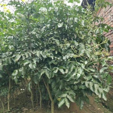 广西嫁接黄皮果树苗无核鸡心黄皮树苗黑黄皮冰糖黄皮果苗盆栽