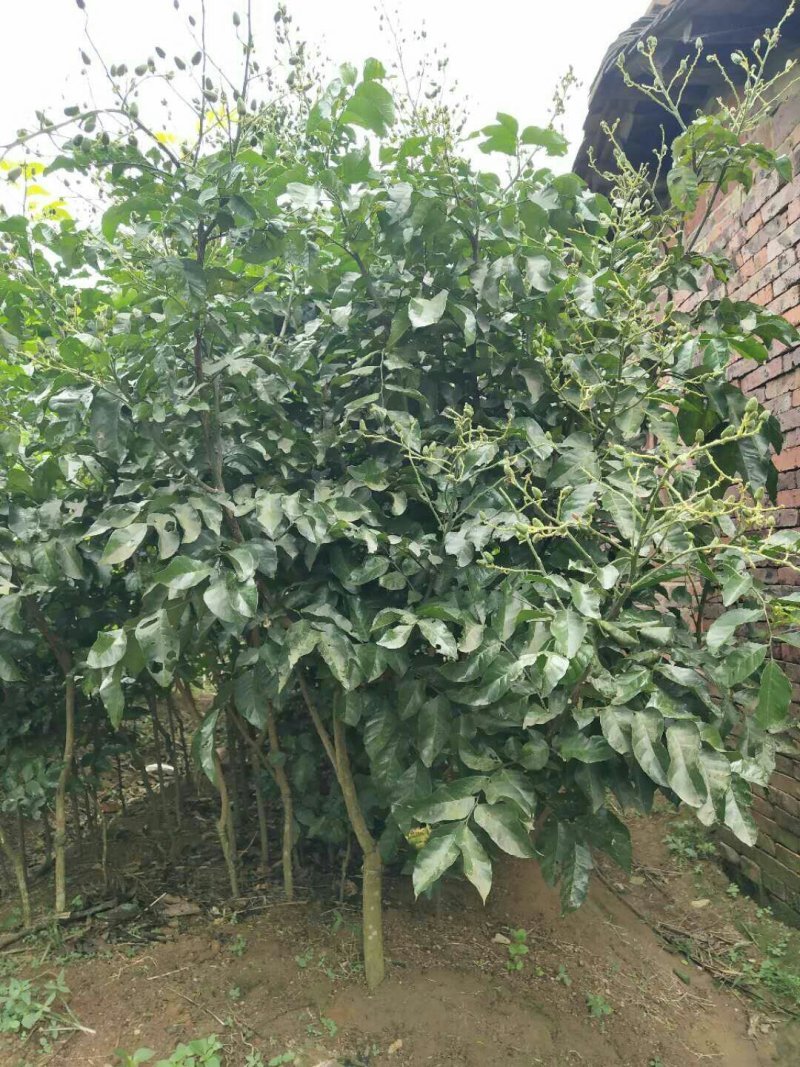 广西嫁接黄皮果树苗无核鸡心黄皮树苗黑黄皮冰糖黄皮果苗盆栽