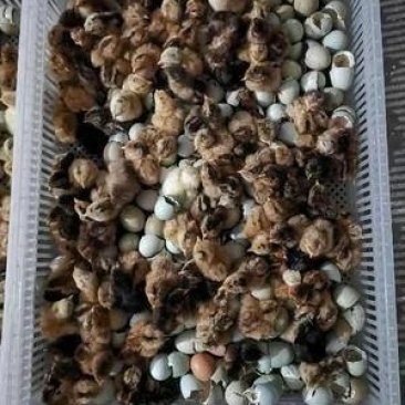 麻羽绿壳蛋鸡苗