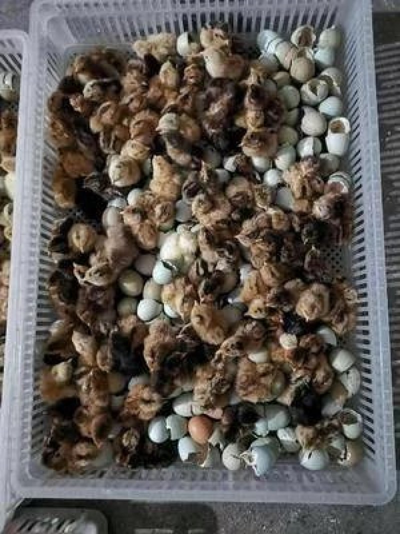 麻羽绿壳蛋鸡苗