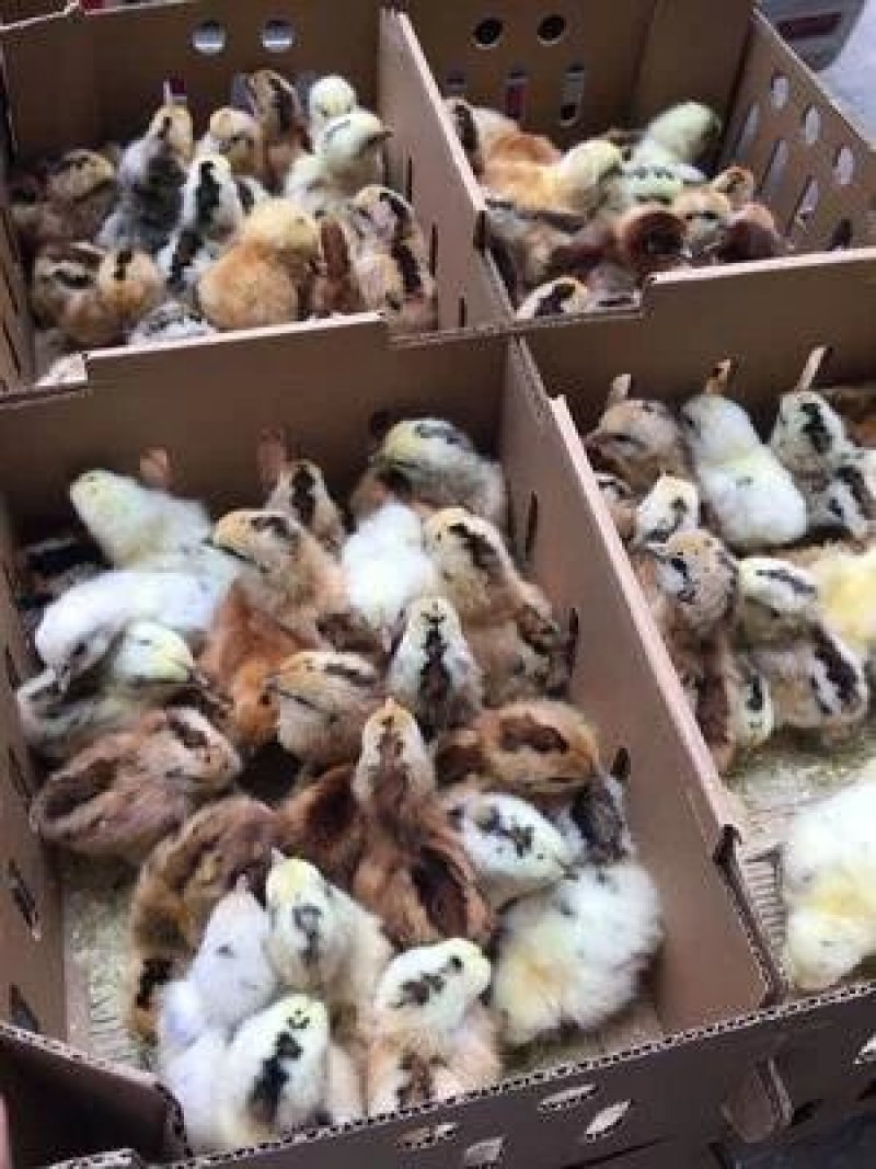 麻羽绿壳蛋鸡苗
