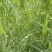 芦苇野生芦苇80-1.2米