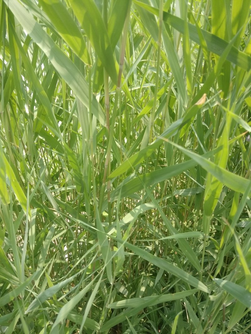 芦苇野生芦苇80-1.2米