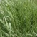 芦苇野生芦苇80-1.2米