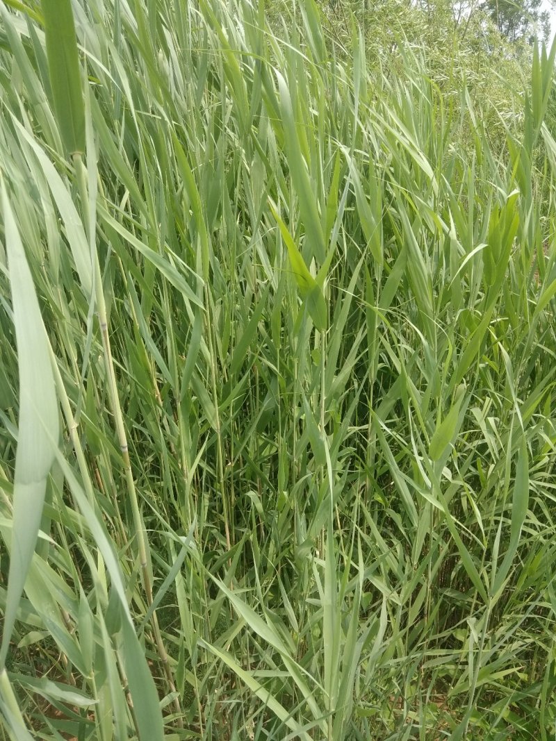 出售芦苇叶