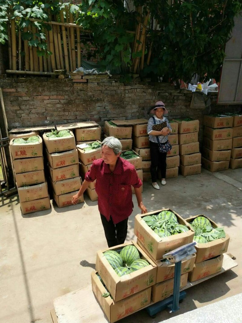 正宗8424西瓜，皮薄，肉红，汁甜