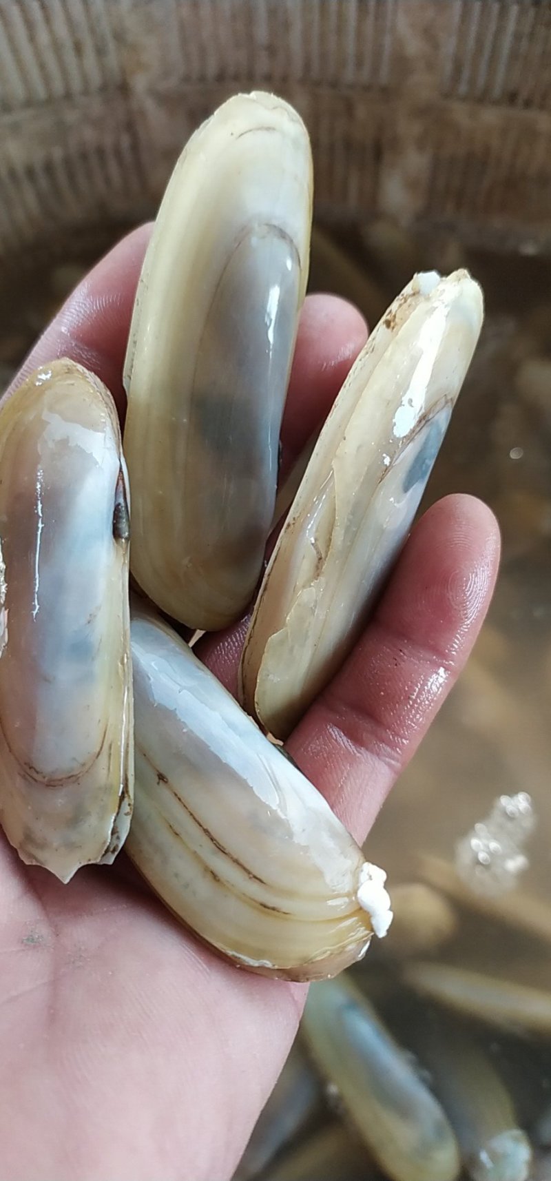 我在连云港海头批发海蛏，美人蛏