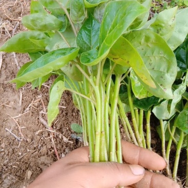树番茄苗