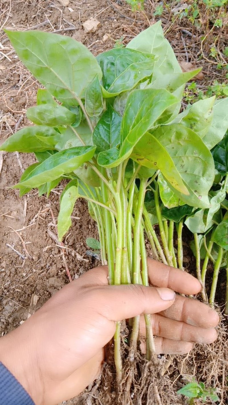树番茄苗