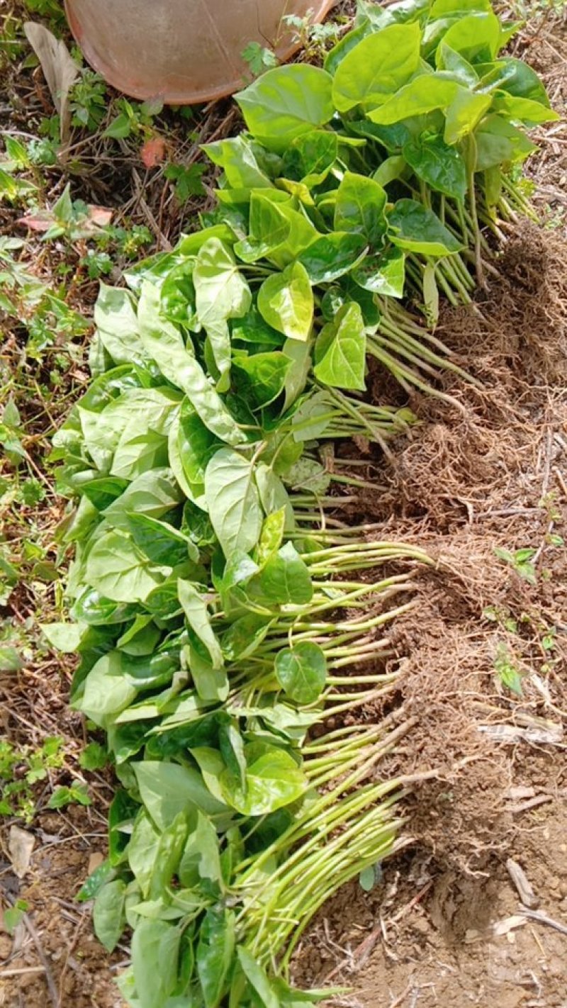 树番茄苗