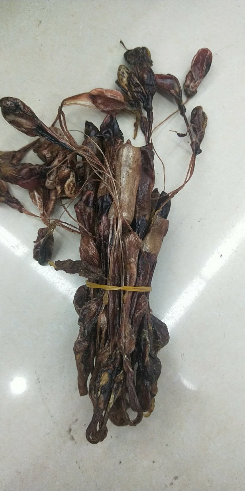 黄狗鞭海狗鞭正品保证质量泡酒料