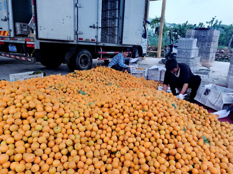 金太阳杏精品电商—加工厂—市场产地直发量大从优