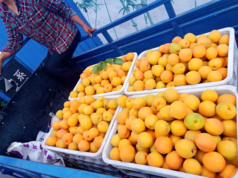 金太阳杏精品电商—加工厂—市场产地直发量大从优