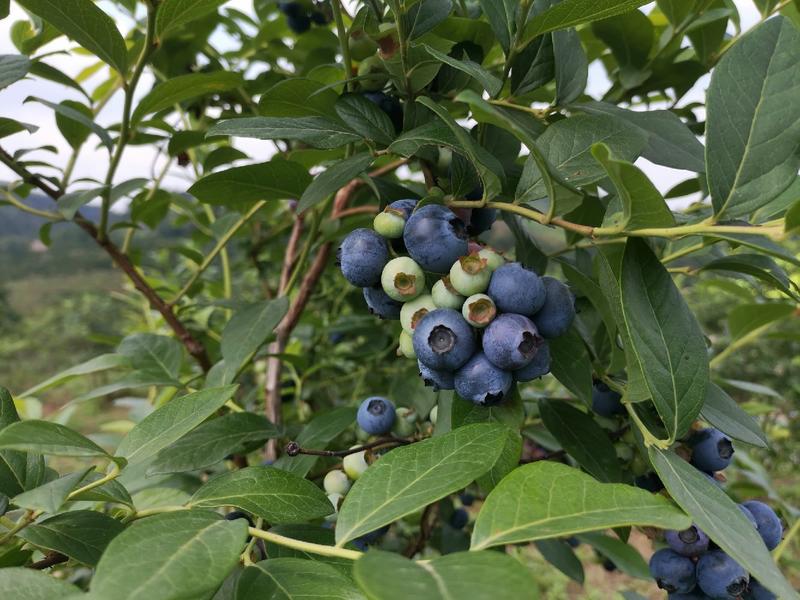麻江高原蓝莓鲜果