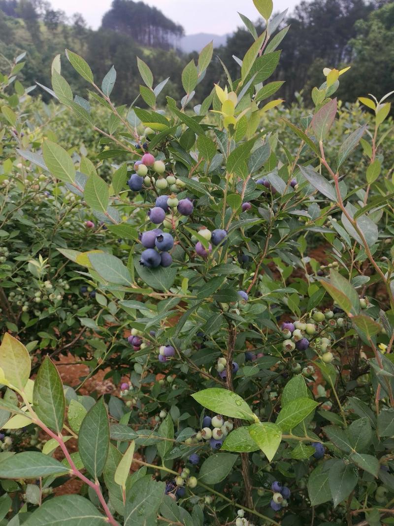 麻江高原蓝莓鲜果
