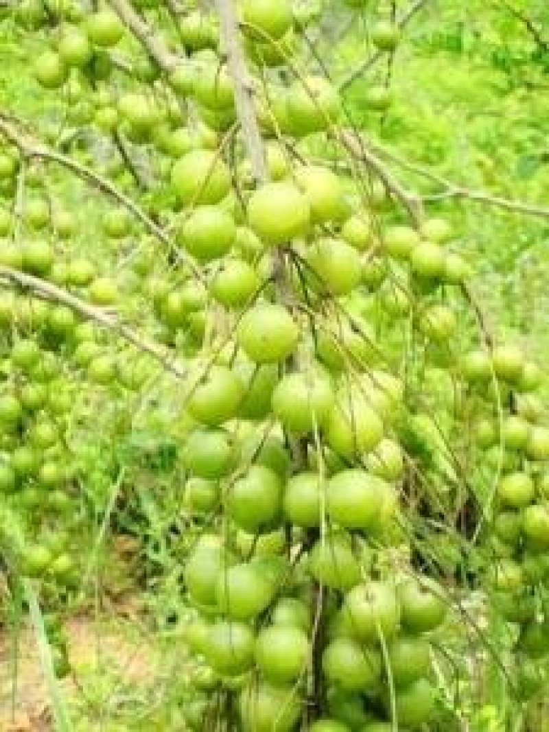 牛甘果