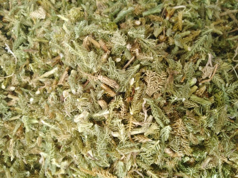 伸筋草新货伸筋草色青无杂质大货批发零售正品保障