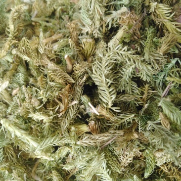 伸筋草新货伸筋草色青无杂质大货批发零售正品保障