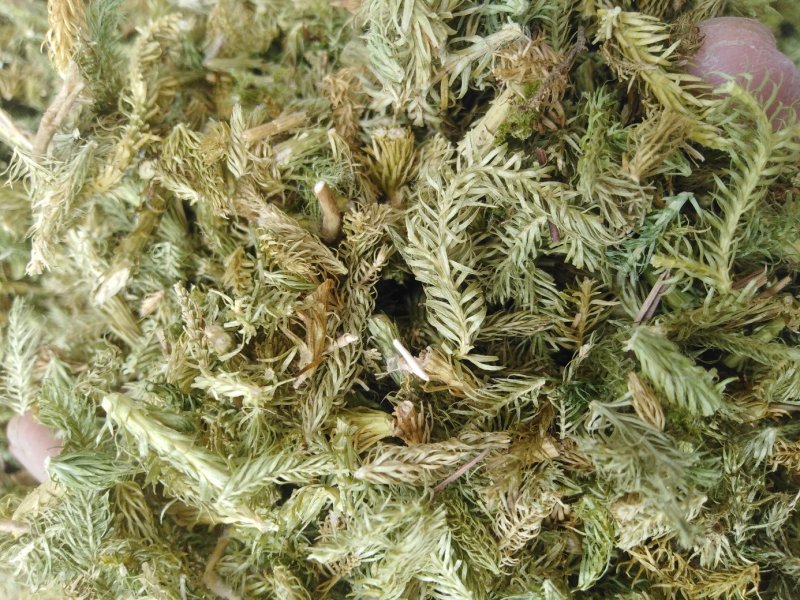 伸筋草新货伸筋草色青无杂质大货批发零售正品保障
