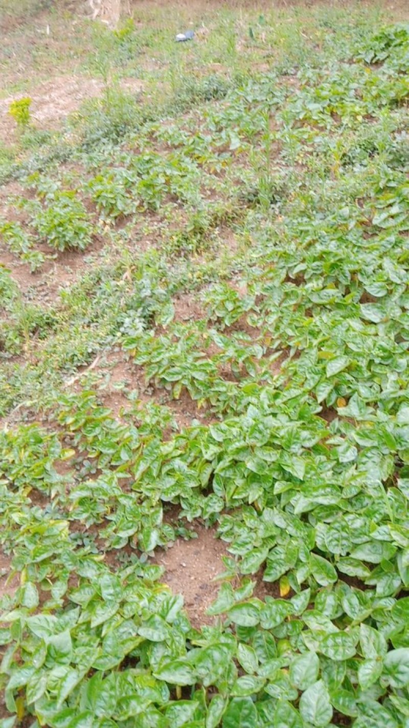 树番茄苗