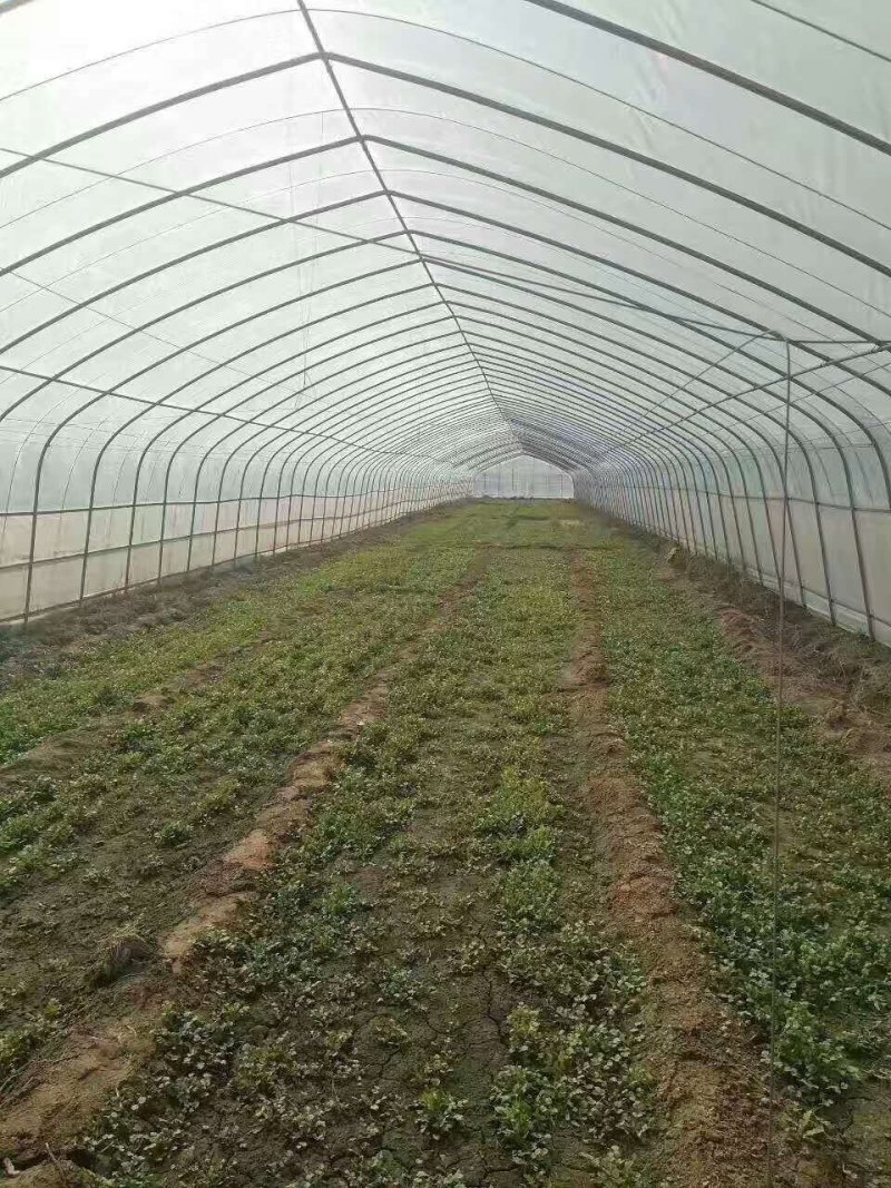 淇县温室大棚骨架，智能温室连栋大棚，食用菌大棚设计