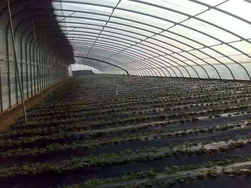 淇县温室大棚骨架，智能温室连栋大棚，食用菌大棚设计