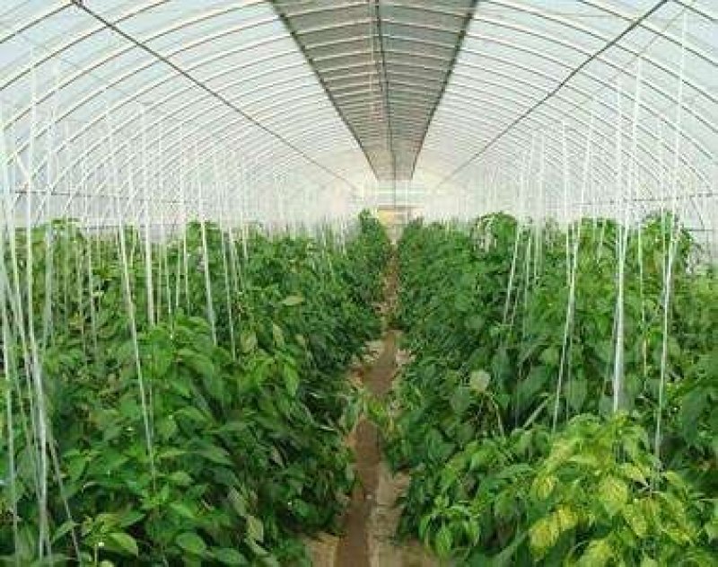 开封通许县蔬菜大棚，6米到12大棚骨架
