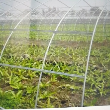 开封通许县蔬菜大棚，6米到12大棚骨架