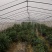 开封通许县蔬菜大棚，6米到12大棚骨架