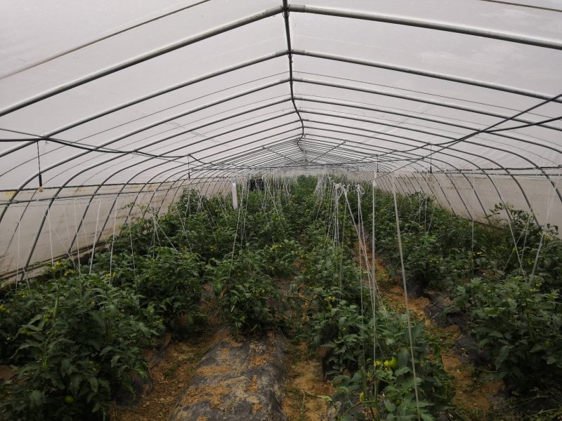 开封通许县蔬菜大棚，6米到12大棚骨架