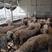 优质湖羊种羊出售可以实地考察