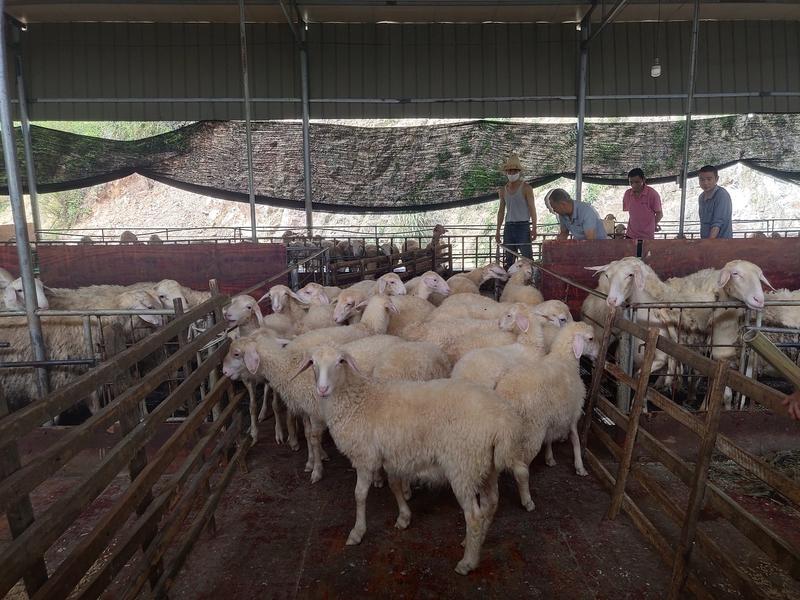 优质湖羊种羊出售可以实地考察