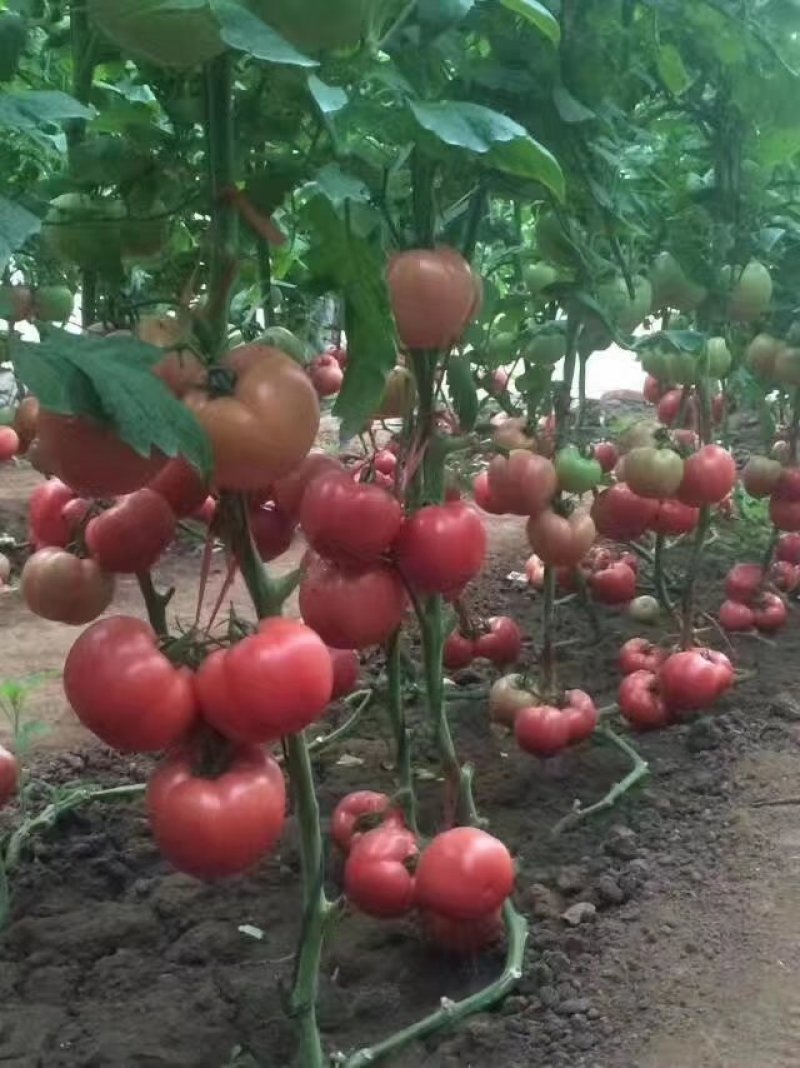 高产硬粉西红柿苗，1608西红柿苗番茄苗各种蔬菜种苗