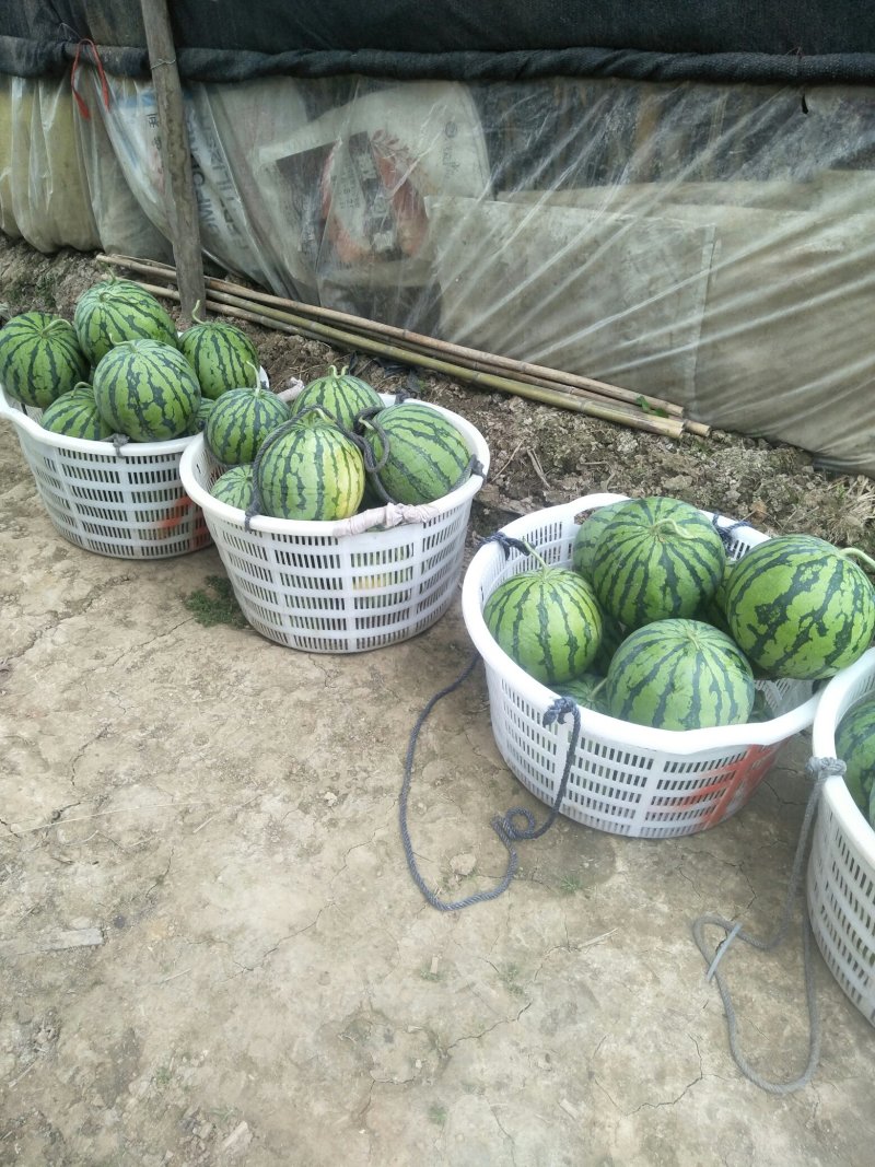 冰糖瓜，口口脆，美多。
