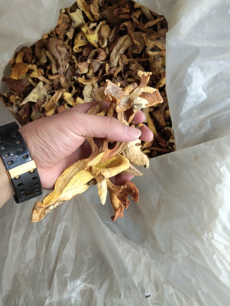 云南各种野生菌，纯野生低价处理，量大从优，质量有保障