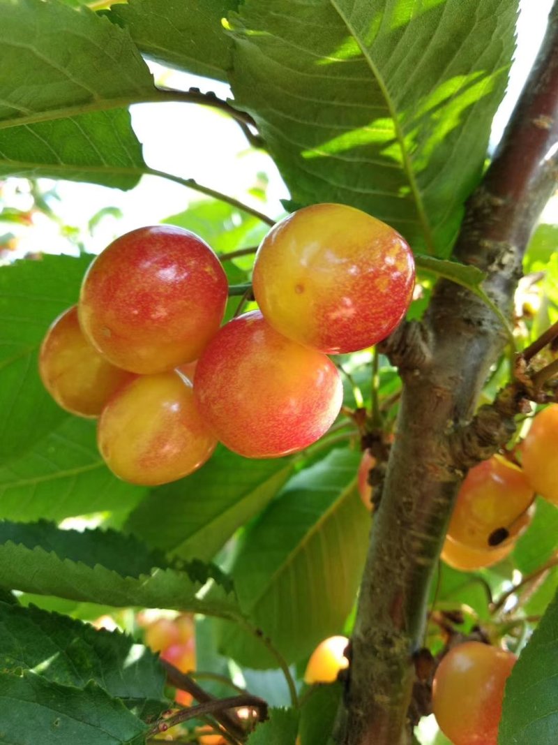 山东青岛大樱桃大量上市