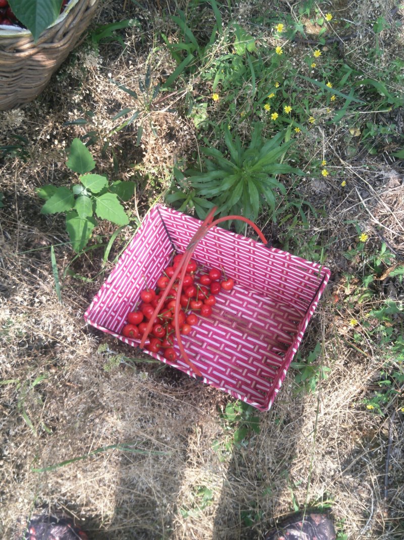 烟台大樱桃拉宾斯大樱桃可入库