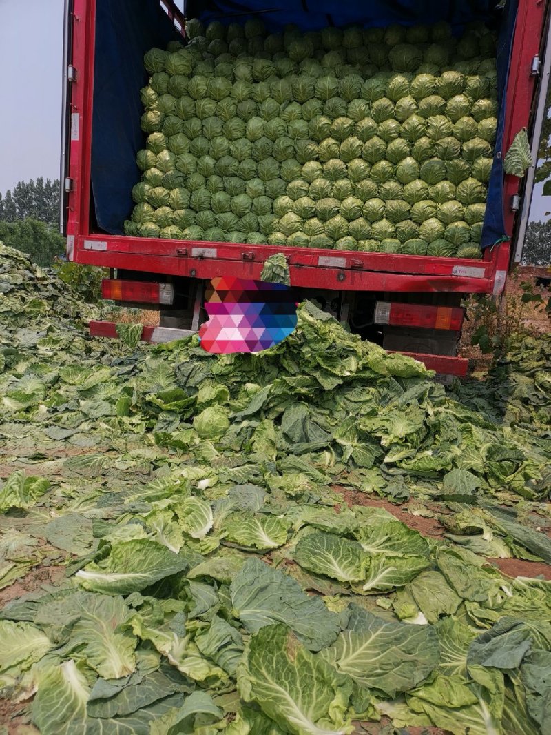 基地一手脱水甘蓝，量大价低